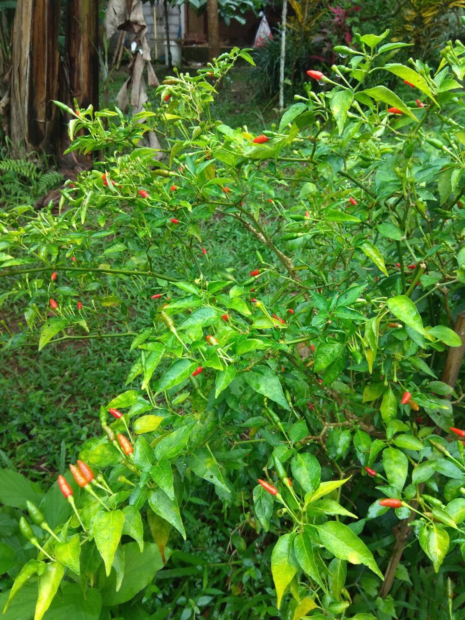 Bali Mountain Forest Cabin Penebel Δωμάτιο φωτογραφία